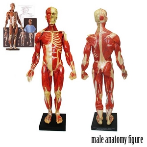 アナトミー（人体模型）フィギュア　男性Ver3