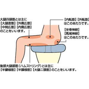 Dr.お医者さんの円座クッションA