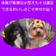 �����ƥߥ����ե�å���ߥå��� ���⡼��֥꡼�ɡ��������6.8kg 1��〜7��(����������) �̿�4