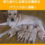 アーテミス・フレッシュミックス ミディアムラージブリードパピー6.8kg 12ヶ月以下の中・大型犬