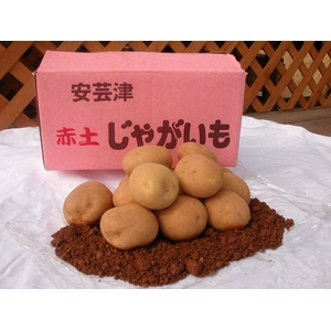 赤土じゃがいも（10ｋｇ）