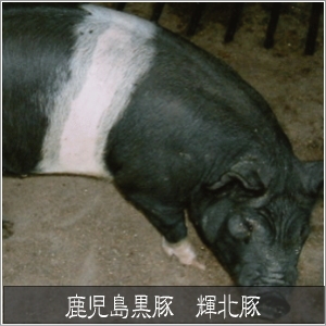 鹿児島黒豚 輝北豚 焼肉セット 5〜6人前