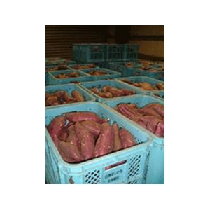 石焼きいも(500g×5袋)