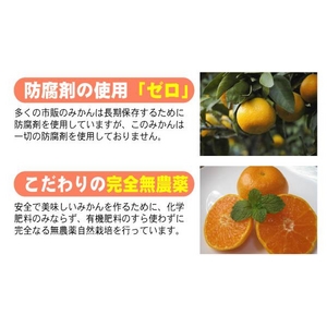 完全無農薬みかん 30kg