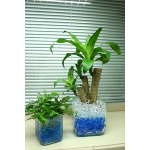 �C���e���A�Ƃ��Ă��Y�� �V�����^�̋z���[���[�h�N���X�^������[�h 8�F�~10g�Z�b�g