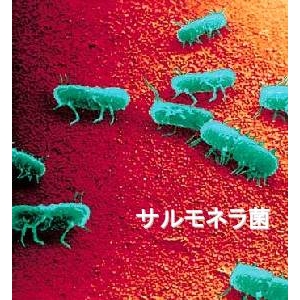 脱臭除菌剤ダッシュル ハンドスプレータイプ500ml×3本組