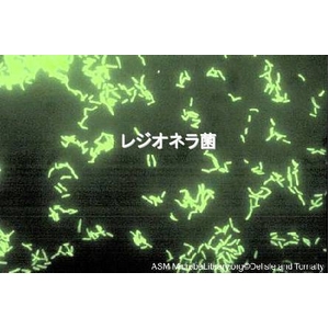 脱臭除菌剤ダッシュル ハンドスプレータイプ500ml×3本組