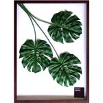 s[tpltF-style Frame Monstera deliciosaiXefVITj