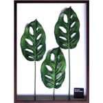 s[tpltF-style Frame Monstera friedrichsthaliiiXe }hJYj