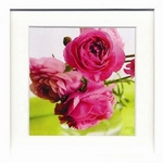 sA[gt[tAmelie Vuillon(AEC) / Renoncles rose