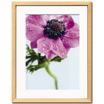 sA[gt[tAmelie Vuillon(AEC) / Anemone rose