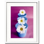 sA[gt[tAmelie Vuillon(AEC) / The Daisises