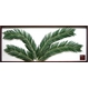 �s���[�t�p�l���tElaeis guineensis(�M�j�A�A�u�����V) �^�C�v1 �y�T�C�Y 1375x570x30mm�z
