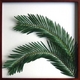 �s���[�t�p�l���tElaeis guineensis(�M�j�A�A�u�����V) �^�C�v2 �y�T�C�Y 625x625x30mm�z