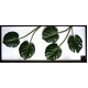 �s���[�t�p�l���tMonstera deliciosa(�����X�e�� �f���V�I�T) �^�C�v11 �y�T�C�Y 1375x570x30mm�z