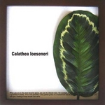 s[tpltCalathea Loeseneri(JeAEGZl )