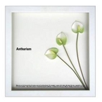 st[t[tF-style Frame Anthurium /white(AXE/zCg)