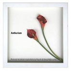 st[t[tF-style Frame Anthurium /red II(AXE/bh2)