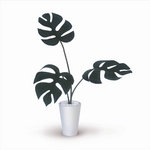 slHϗtAEԁtMonstera Deliciosa small/GR(Xe fVIT)