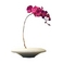 sԁEԕrtF-style vase Moth orchid(XEI[Lbh(Ӓ))