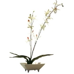 sԁEԕrtF-style vase Odontocidium(IhgVWE())