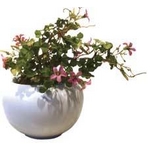 sԁEԕrtF-style vase Violet wood-sorrel(oCIbg Ebh \(TLJ^o~))