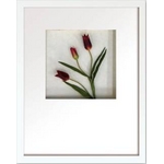 st[t[tHana concept frame Tulip/red(`[bv/bh)