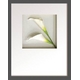 �s�t�����[�t���[���tHana concept frame Calla I(�J���[1)