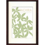 sA[gt[tkaori kurakazu/Pachira(pL)