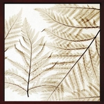 sX-Ray(X) A[gt[tFerns I(V_) Steven N.Meyers(XeB[u}C[Y)