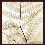 sX-Ray(X) A[gt[tFerns II(V_) Steven N.Meyers(XeB[u}C[Y)