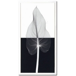sX-Ray(X) A[gt[tCalla Leaf II(J[[t) Steven N.Meyers(XeB[u}C[Y)