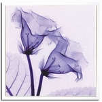sX-Ray(X) A[gt[tGloxinia(OLVjA) Steven N.Meyers(XeB[u}C[Y)