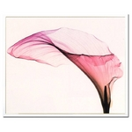 sX-Ray(X) A[gt[tGiant Calla(WCAg J[) Steven N.Meyers(XeB[u}C[Y)