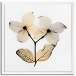 sX-Ray(X) A[gt[tDogwood(ni~YL) Steven N.Meyers(XeB[u}C[Y)