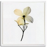 sX-Ray(X) A[gt[tDogwood II(ni~YL) Steven N.Meyers(XeB[u}C[Y)