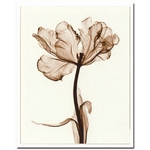 sX-Ray(X) A[gt[tParrot Tulips I(p[bg炫`[bv) Steven N.Meyers(XeB[u}C[Y)