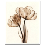 sX-Ray(X) A[gt[tParrot Tulips II(p[bg炫`[bv) Steven N.Meyers(XeB[u}C[Y)