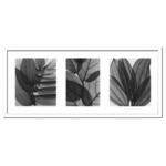 sX-Ray(X) A[gt[tLeaf Collection([tRNV) Steven N.Meyers(XeB[u}C[Y)