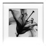 sX-Ray(X) A[gt[tLily Muscadet([ ~XJf) Steven N.Meyers(XeB[u}C[Y)