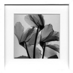 sX-Ray(X) A[gt[tCyclamen Study 1(VN1) Steven N.Meyers(XeB[u}C[Y)