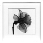 sX-Ray(X) A[gt[tDaffodil() Steven N.Meyers(XeB[u}C[Y)