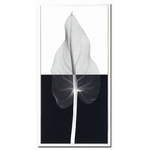 sX-Ray(X) A[gt[tCalla Leaf II(oversize)(J[[t) Steven N.Meyers(XeB[u}C[Y)