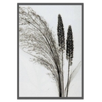 sX-Ray(X)A[gt[tBroom Grass(GjV_) Steven N.Meyers