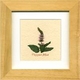 �s�n�[�u �A�[�g�t���[���tPeppermint�i�y�p�[�~���g�j �^�C�v1 �y�T�C�Y 140x140x20mm�z