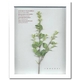 �s�v�����g �A�[�g�t���[���tSweet marjoram�i�X�C�[�g�}�W�������j