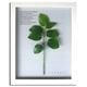 �s�v�����g �A�[�g�t���[���tLemon Leaf�i���������[�t�j
