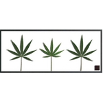 s[tpltF-style Frame Cannabis sativa(JirXETeBo/喃)
