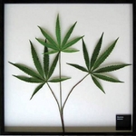 s[tpltF-style Frame Cannabis sativa(JirXETeBo/喃)