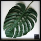 s[tpltF-style Frame Monstera deliciosa(XeEfVIT)